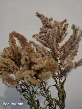3pcs Tīra dabas kaltēti augi ziemassvētku eglītes formas augi ķekars dekoru žāvētu ziedu nekustamā dabas christams ziedu