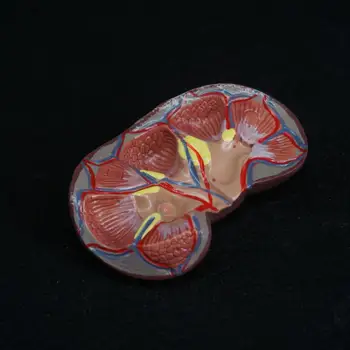 Cilvēka Nieres ar Virsnieru Dziedzeri ir Anatomiski Medicīnas Modeli, Uroloģija Traumatoloģija Dabisko Dzīves Lielumu, Mācību Resursi