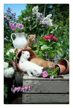 Dimanta glezna krustdūrienā kaķis starp ziediem izšuvumi attēlu ar rhinestones rokdarbi hobijs cross stich 11517
