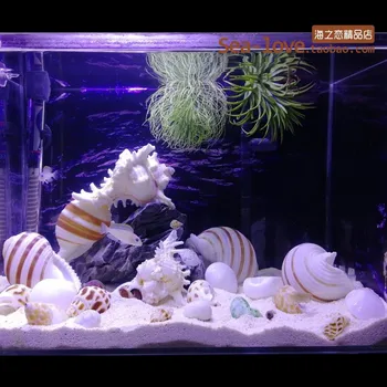 Jaunu Jūras Gliemeži Dabas Shell Lielu Gliemežnīcu Zivju Tvertnes Akvāriju Dekorēšana Roll Gliemeņu Audzēšanas Vidusjūras Korpusa Mēbeļu Pot
