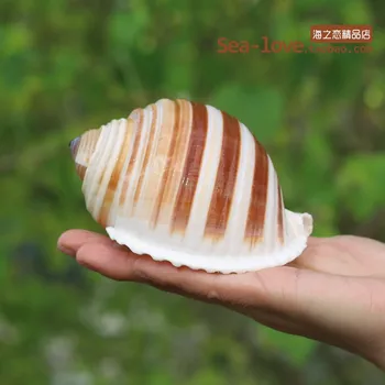 Jaunu Jūras Gliemeži Dabas Shell Lielu Gliemežnīcu Zivju Tvertnes Akvāriju Dekorēšana Roll Gliemeņu Audzēšanas Vidusjūras Korpusa Mēbeļu Pot